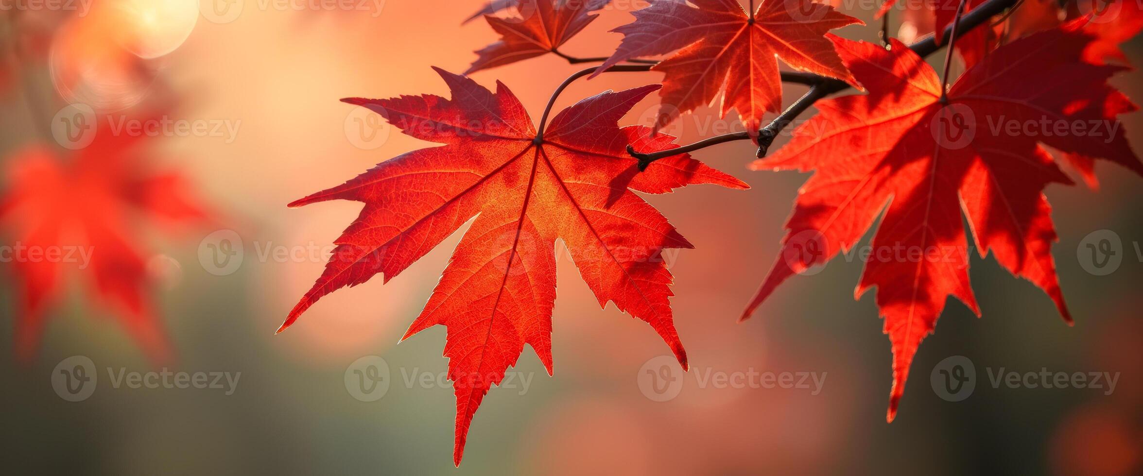 Vibrant Red Maple Leaf in Soft Sunlight photo