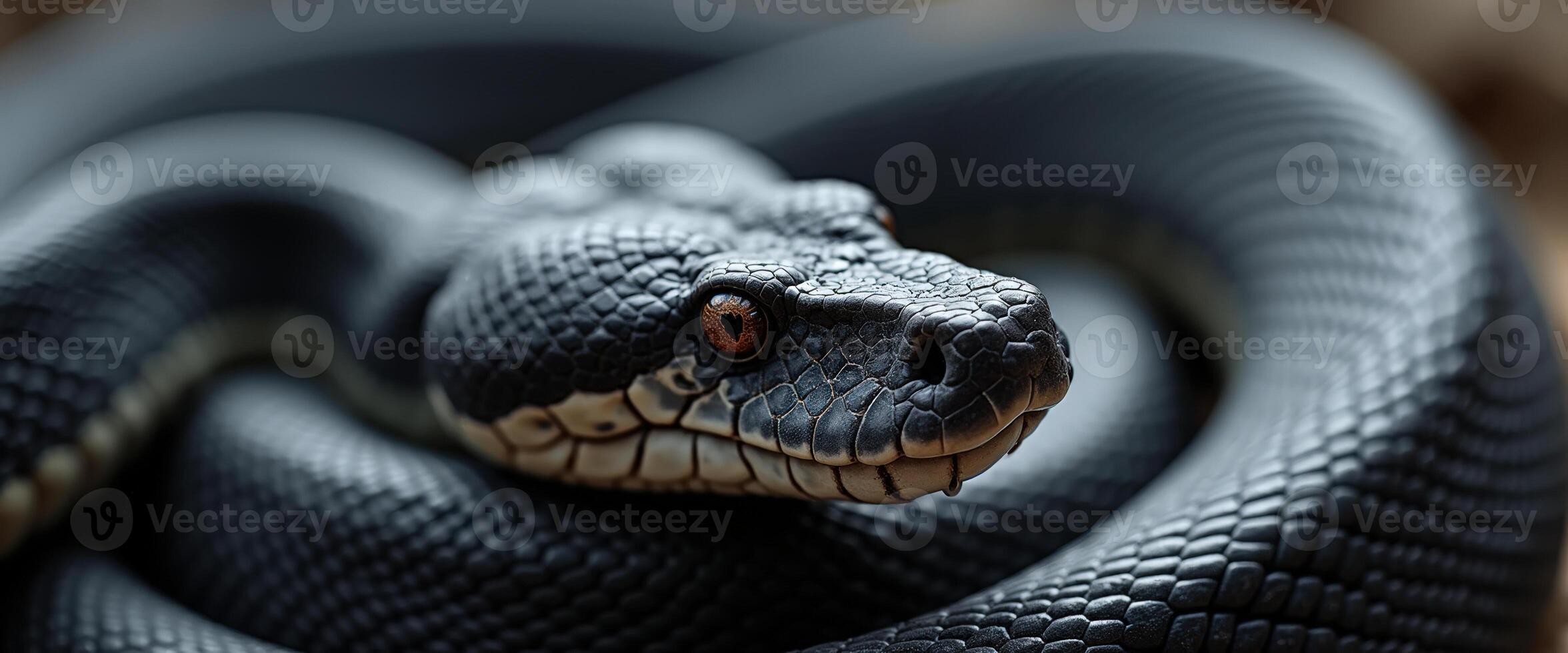 Close-up of a Black Snake's Eye photo