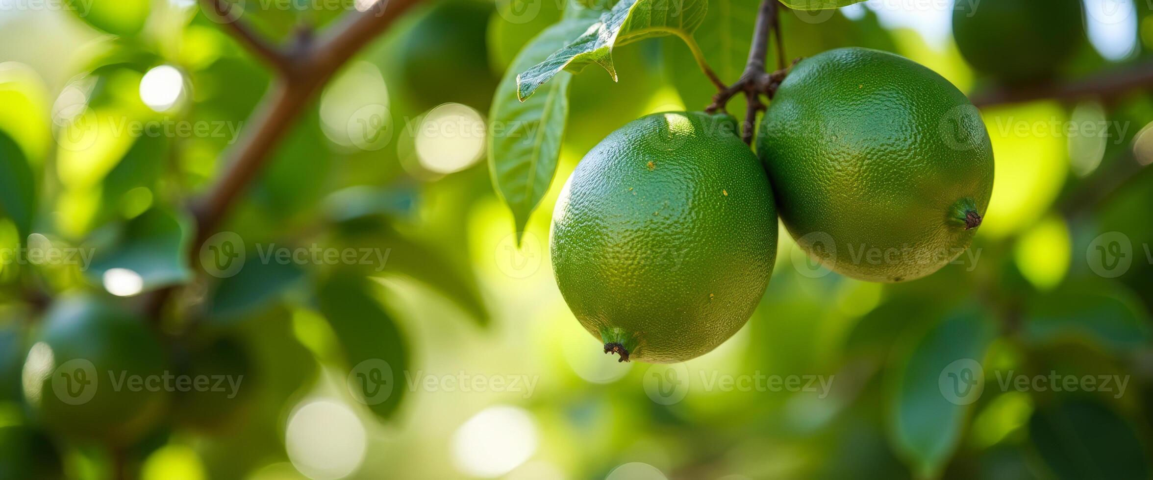 Green limes on a tree branch photo
