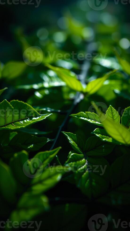 Close-up of Lush Green Leaves with Sunlight Filtering Through photo