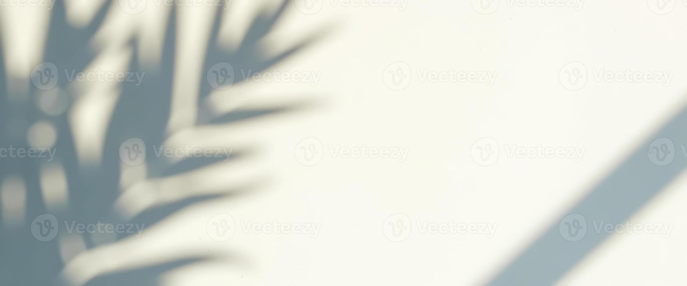 Abstract Shadows of a Branch on a White Wall photo