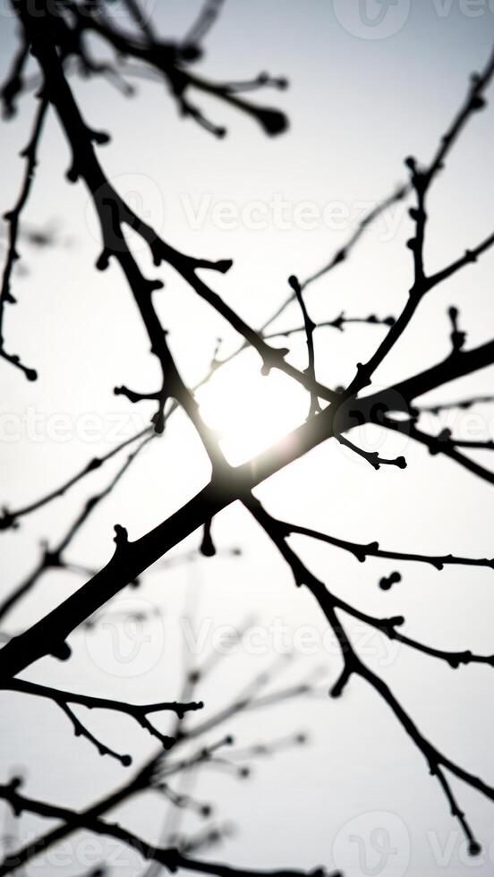 Silhouette of Tree Branches Against a White Sky photo