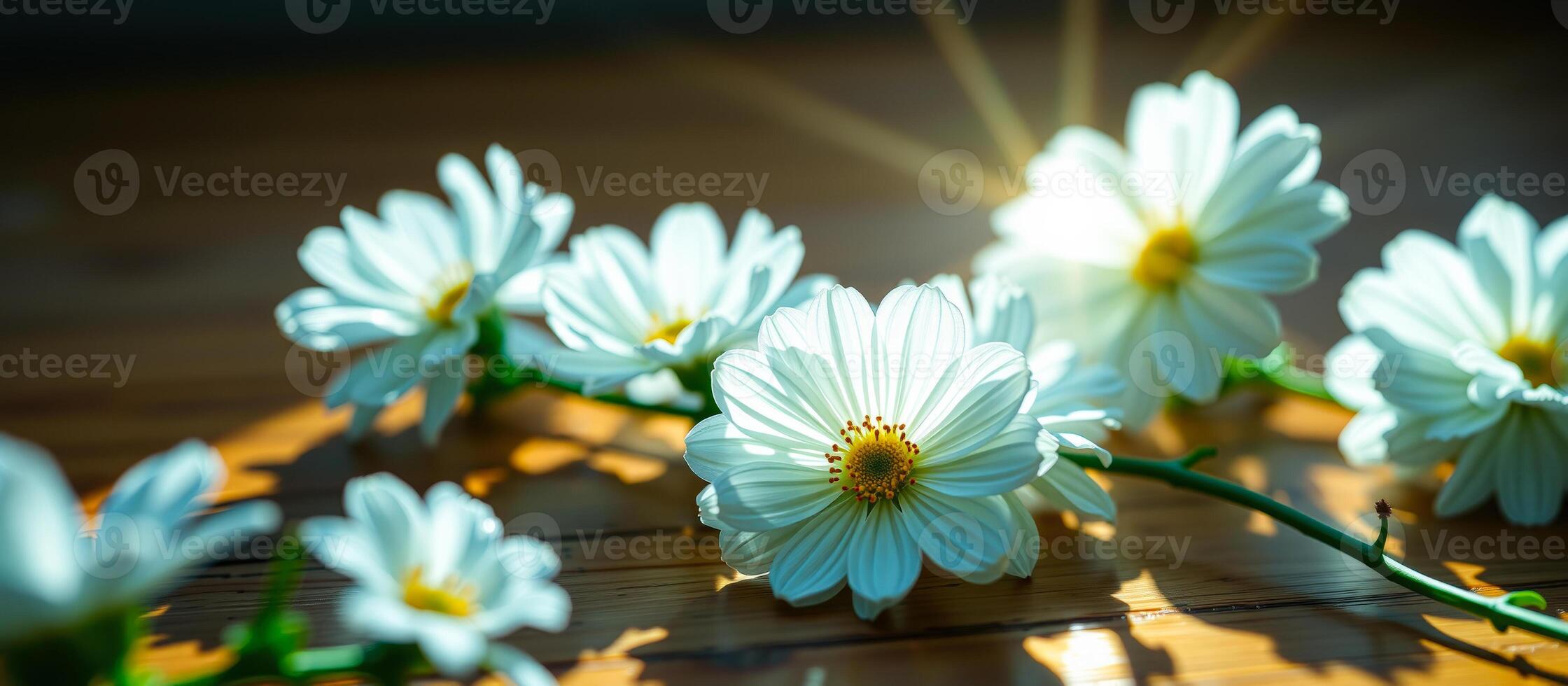 Closeup of White Daisy on Wooden Table photo