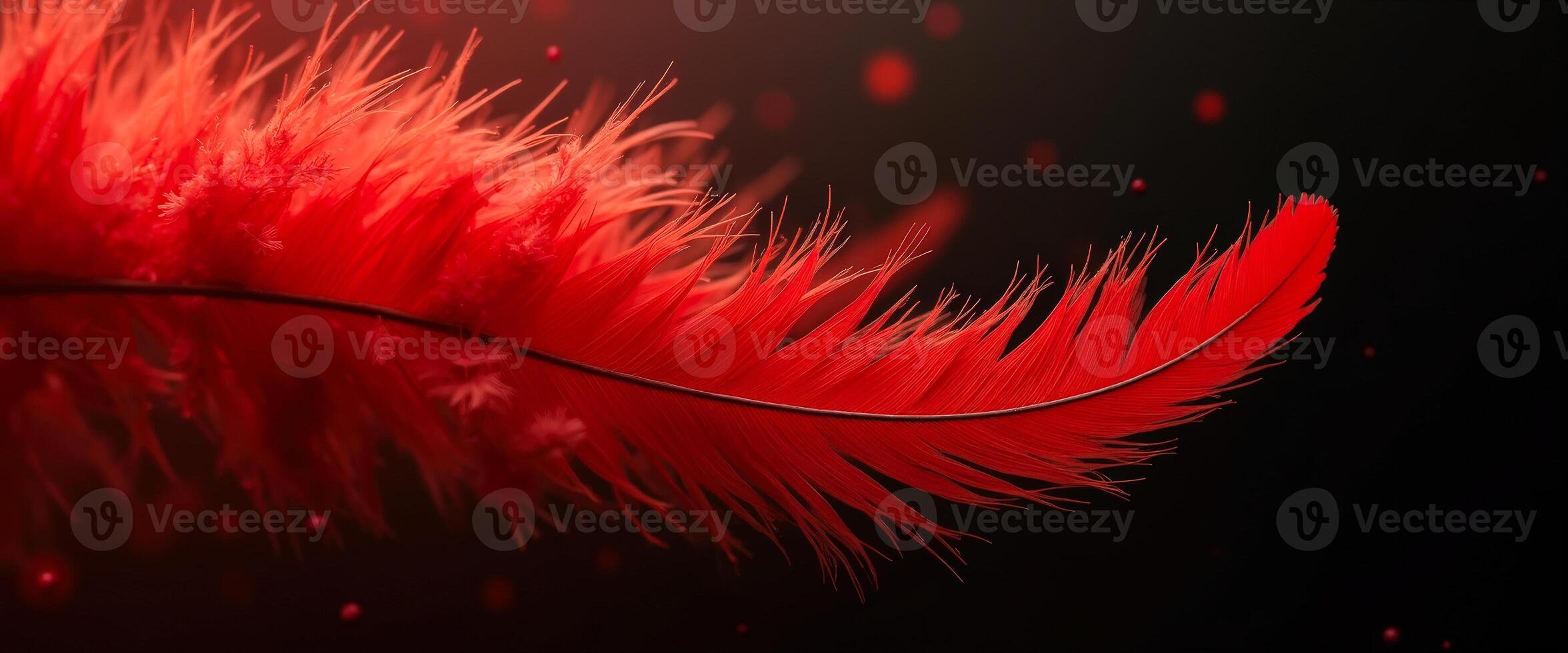 Single Red Feather on Black Background with Red Bokeh photo