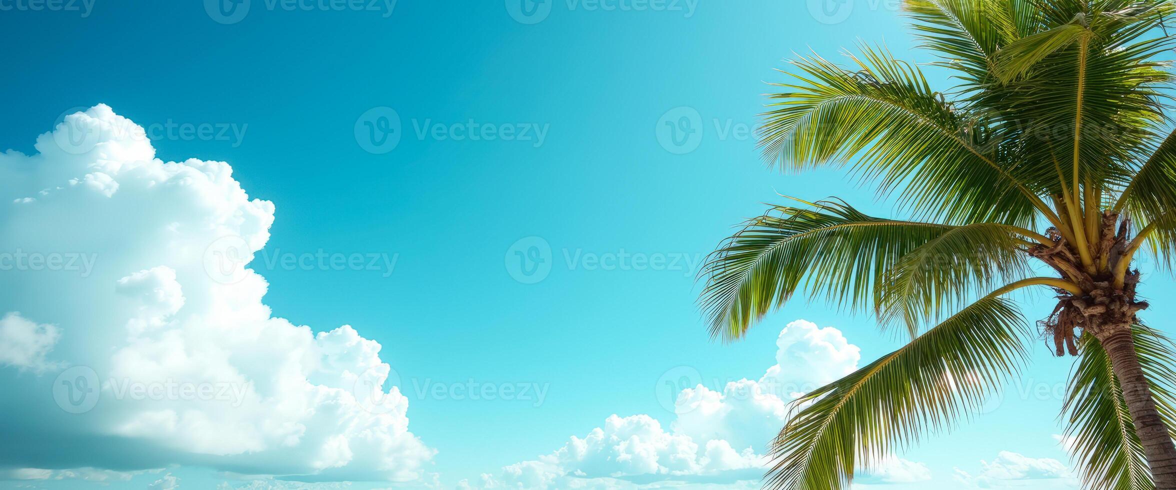 Palm Tree and Blue Sky with Clouds photo