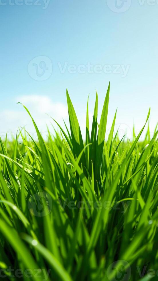 Closeup of Green Grass Blades with Blue Sky in Background photo