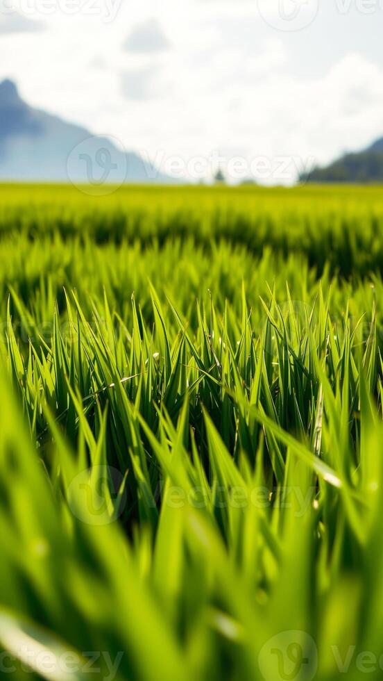 Lush Green Grass Field with Blurred Mountain Background photo