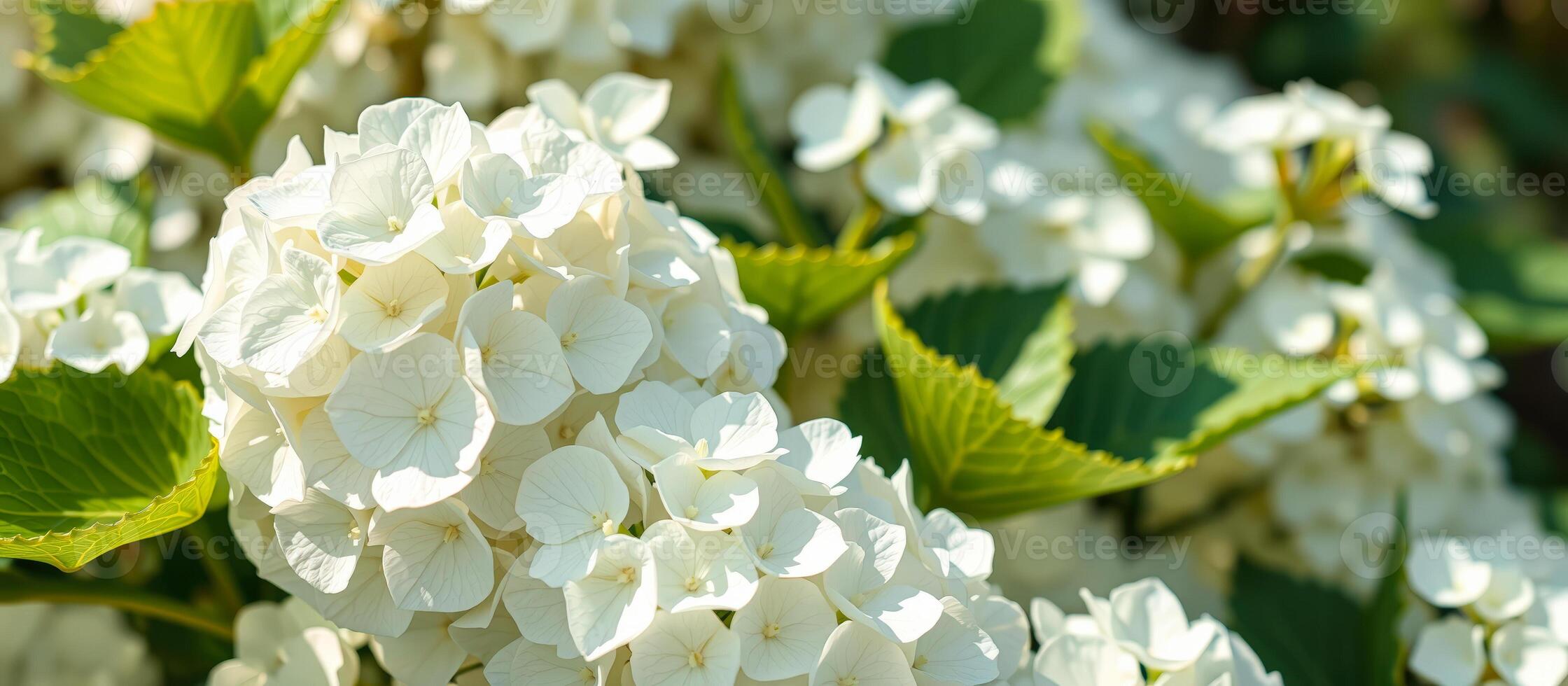 White Hydrangea in Bloom photo