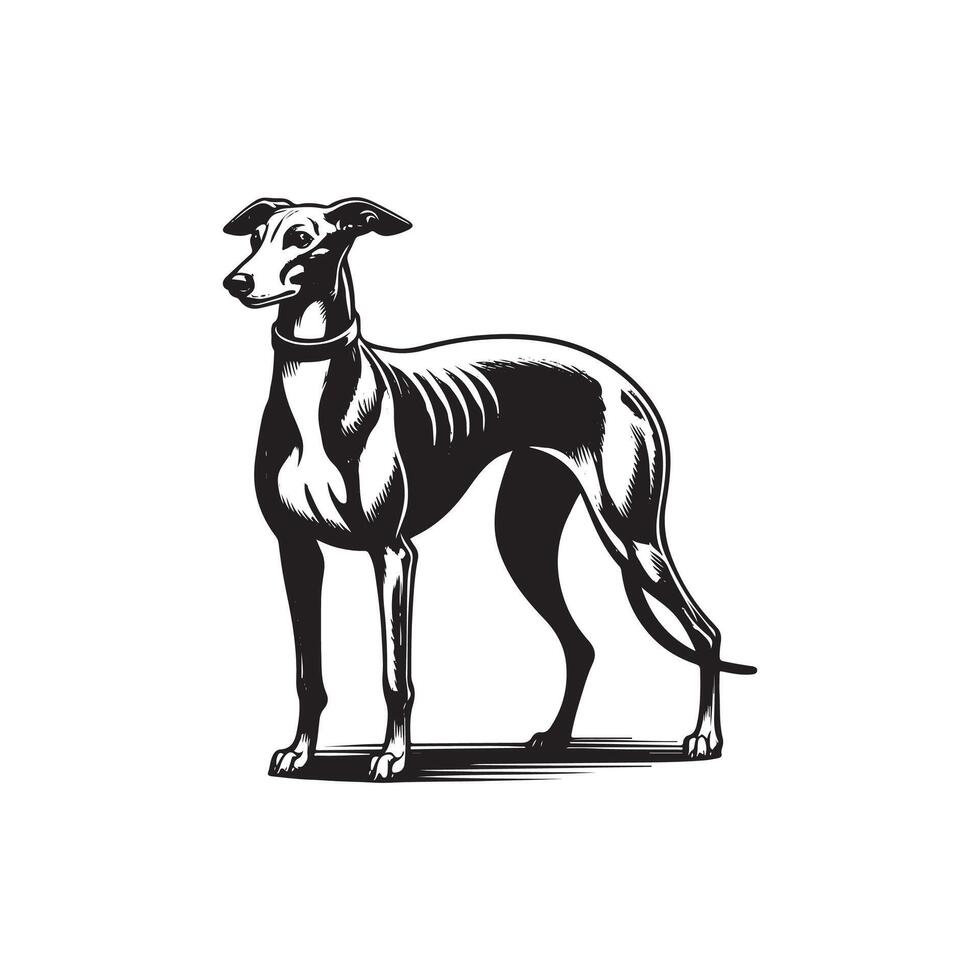 A black and white drawing of a greyhound vector