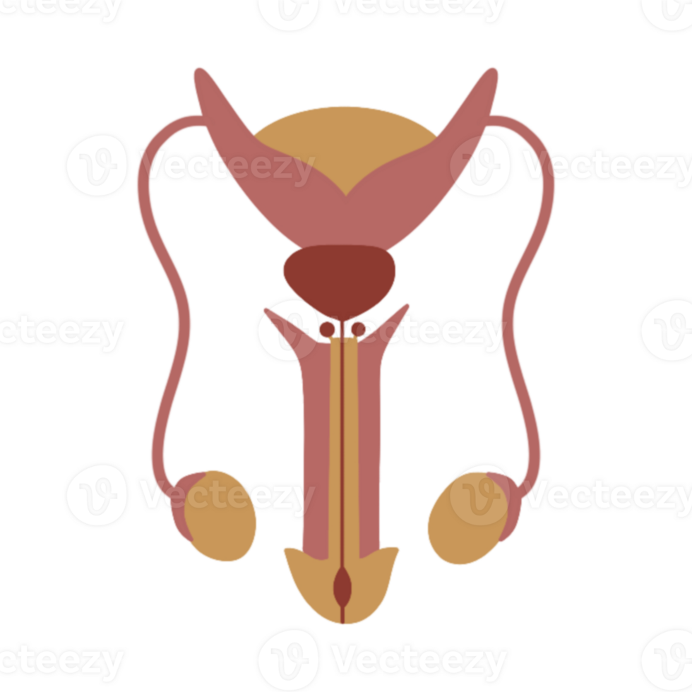 Penis and testis of human body anatomy png