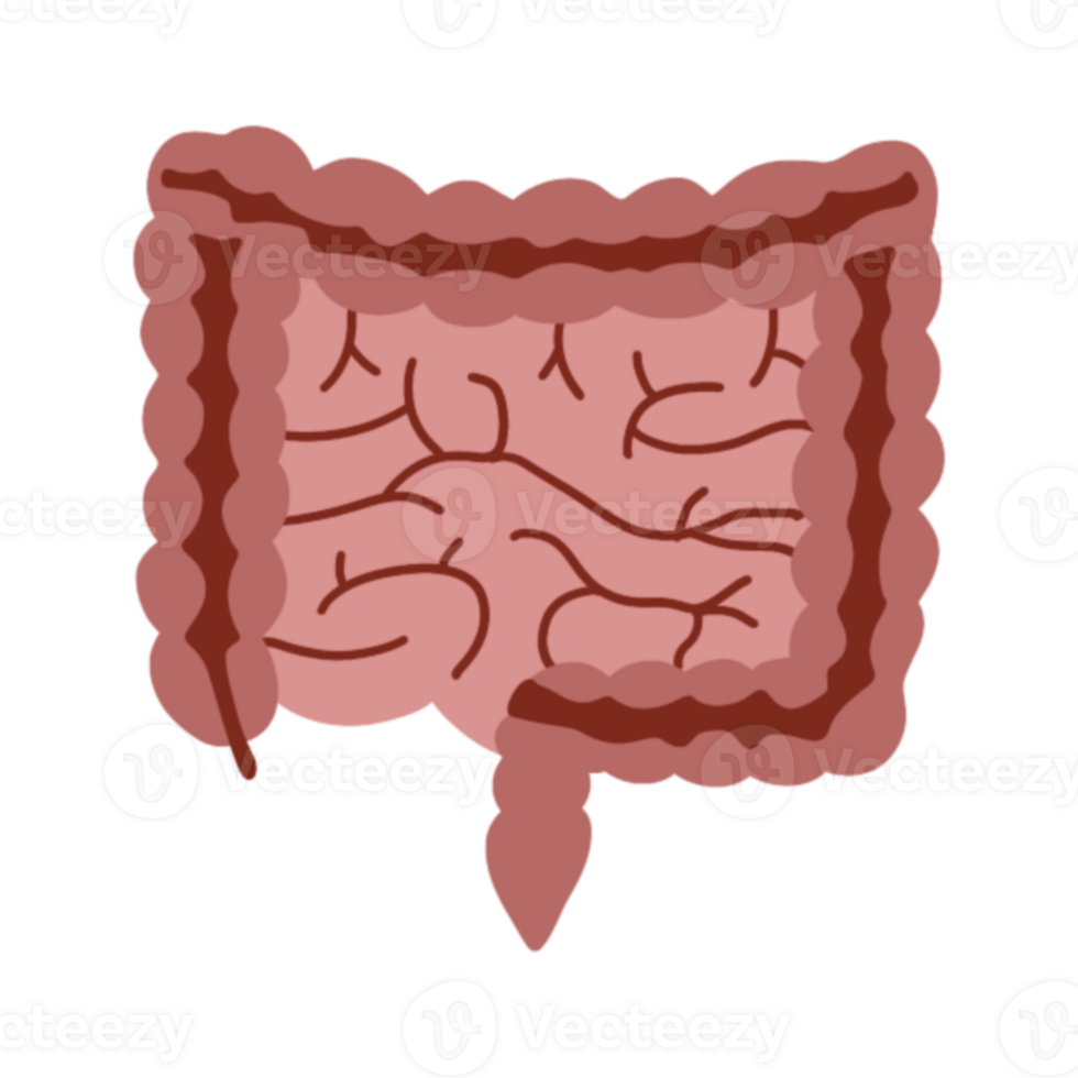 Human intestinal system png