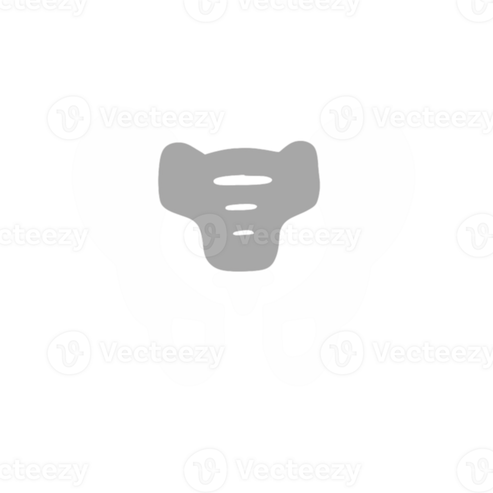 human pelvic bone anatomy png