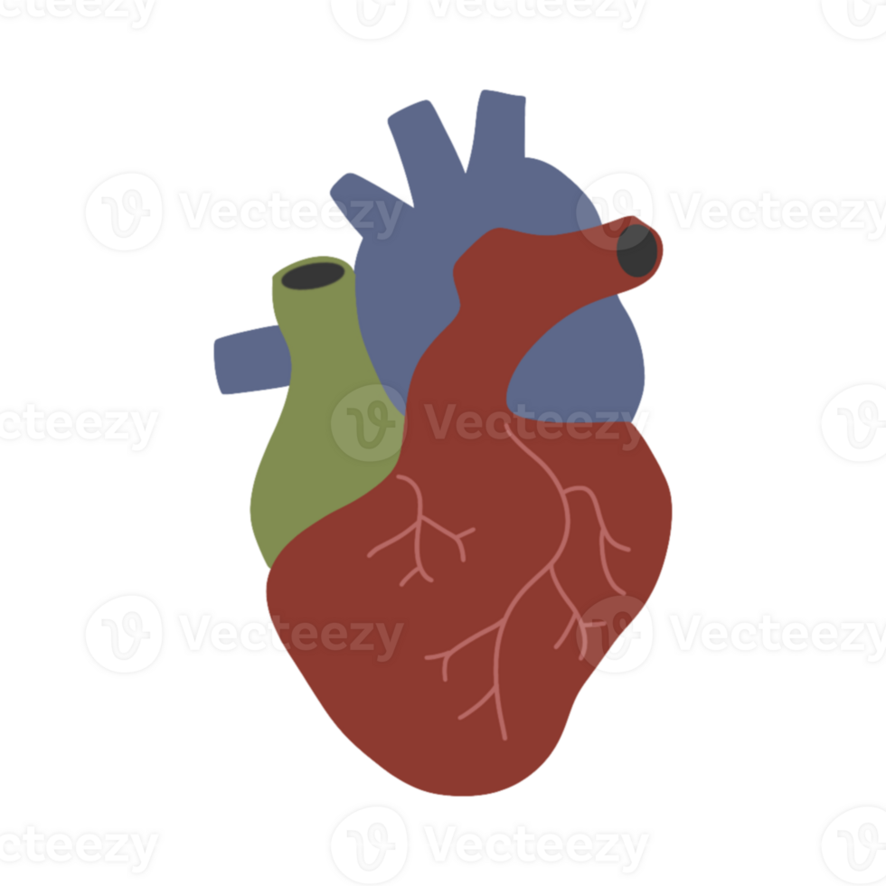 Illustration of heart shaped human system anatomy png