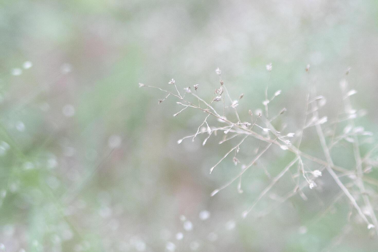 Close up of wild plants with blurred background photo