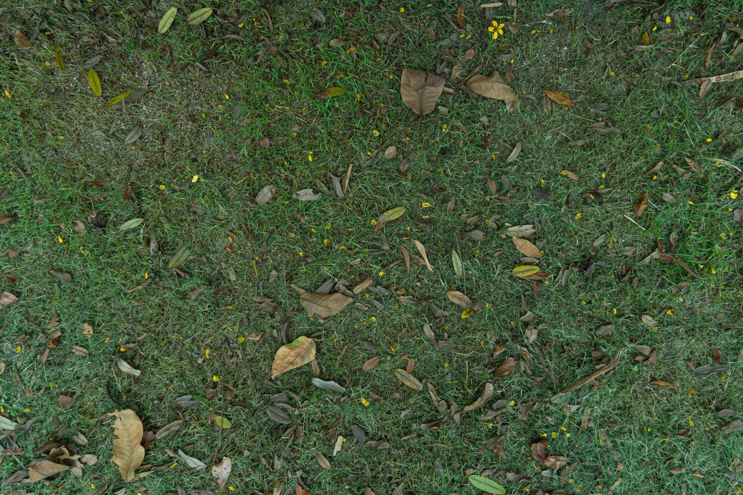 Above view of the cut green grass sways in the wind. Swaying along with the dry leaves. For backgorund and textured. photo