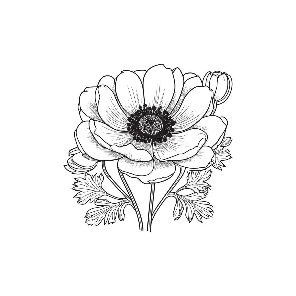 Anemone flower coloring page vector