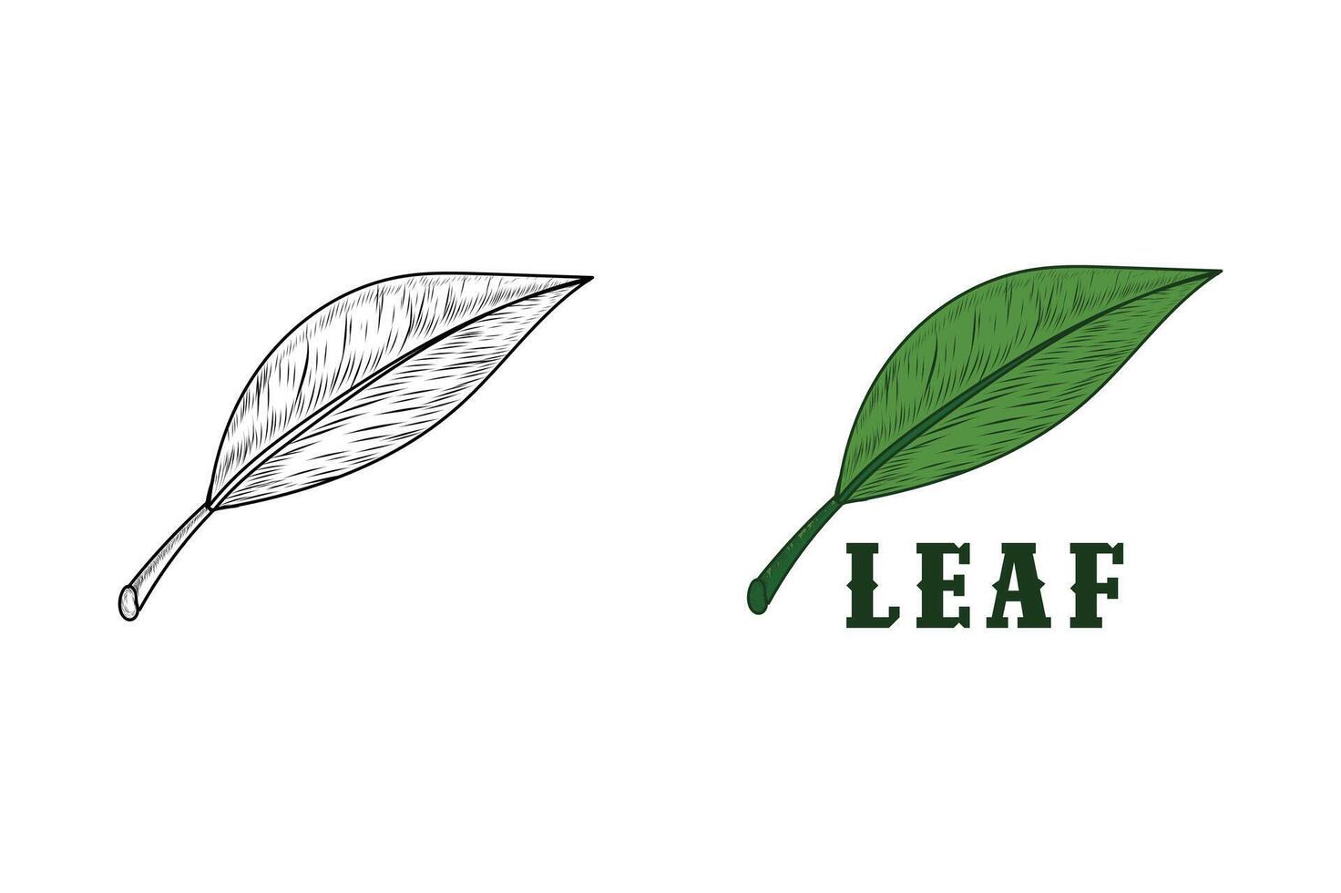 leaf hand drawn , design illustration vector