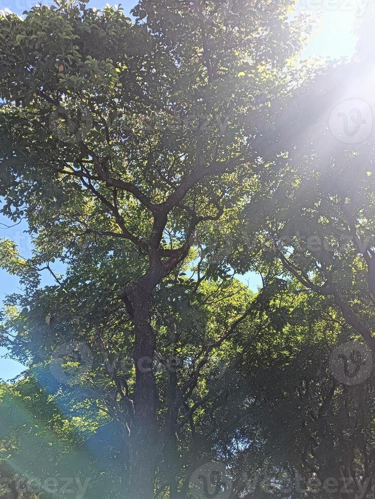 Sunlight Filtering Through the Green Canopy of Trees photo