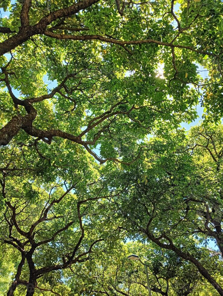 Sunlight Peeking Through Lush Green Tree Canopy photo