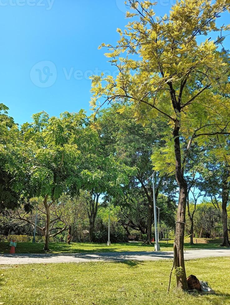 Tranquil Park Scene with Green Trees under a Clear Blue Sky photo