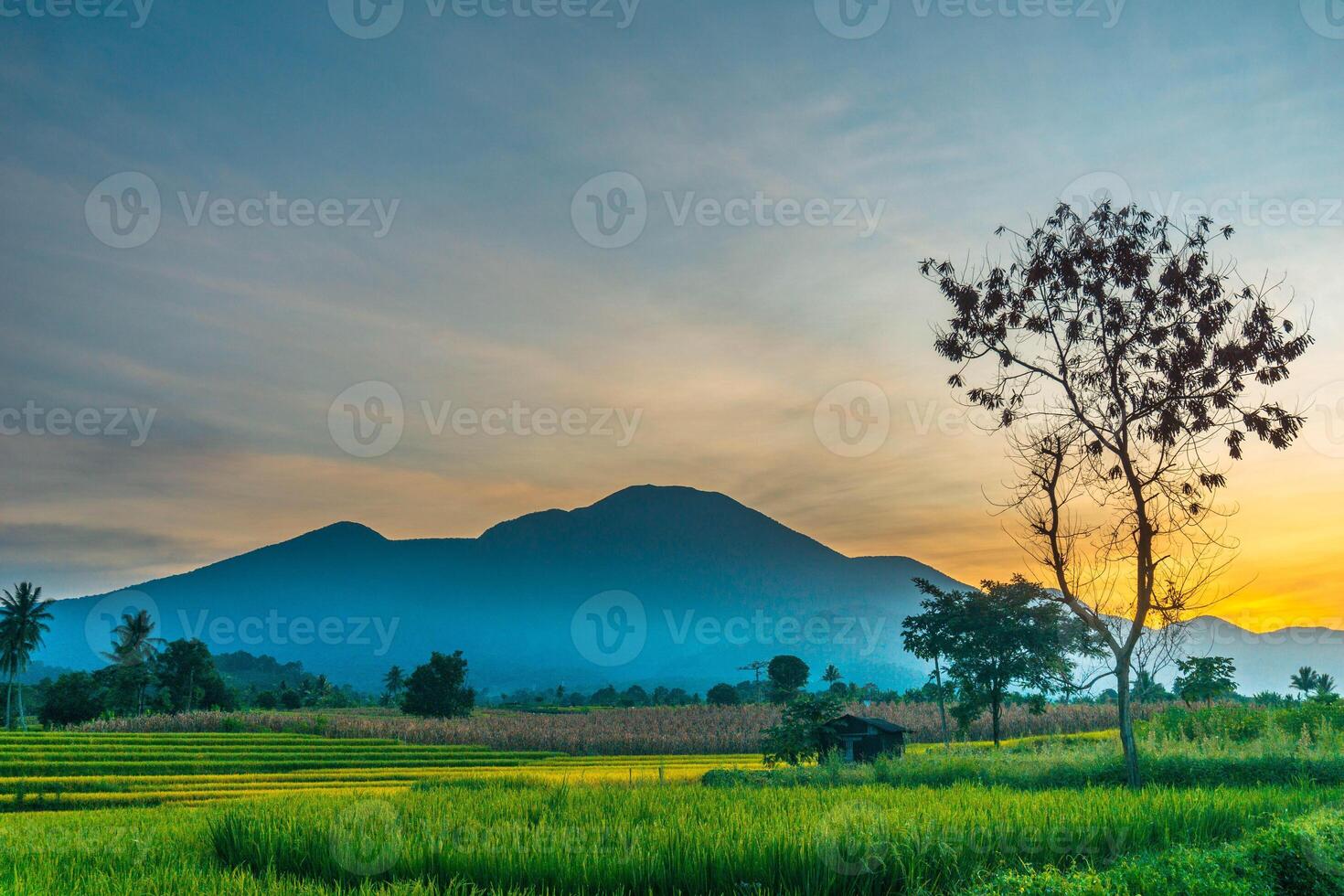 indonesia beauty landscape paddy fields in north bengkulu natural beautiful morning view from Indonesia of mountains and tropical forest photo
