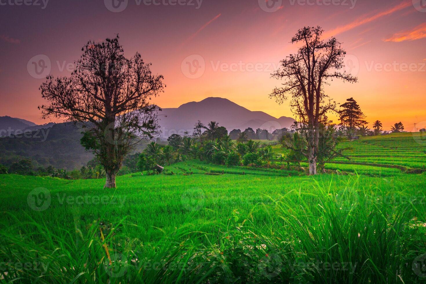 Morning beauty on the rice terraces of the growing season with blue mountains and warm morning sunshine in indonesia photo