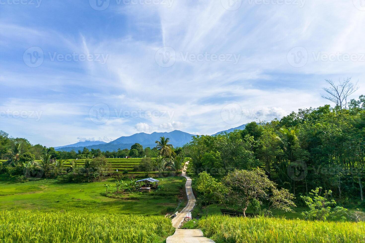 indonesia beauty landscape paddy fields in north bengkulu natural beautiful morning view from Indonesia of mountains and tropical forest photo