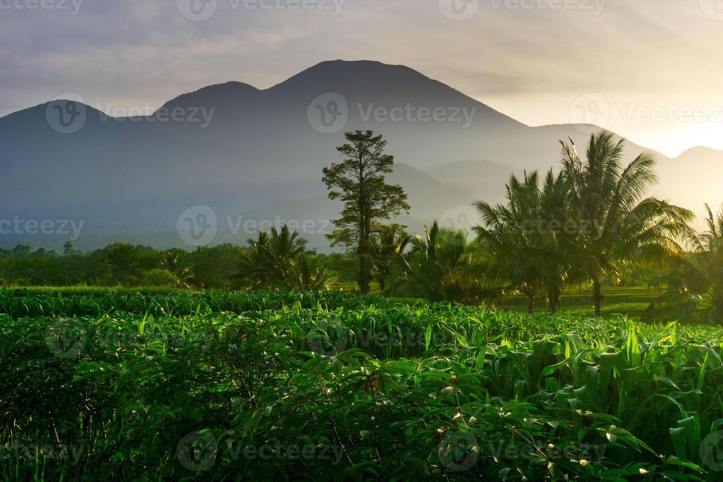 indonesia beauty landscape paddy fields in north bengkulu natural beautiful morning view from Indonesia of mountains and tropical forest photo