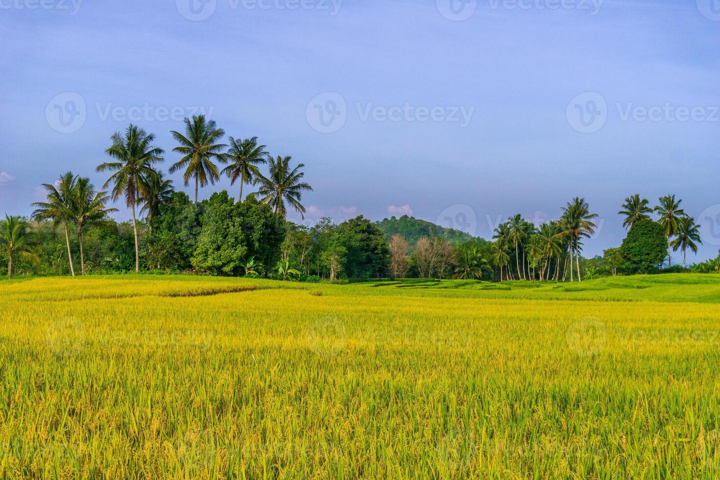 indonesia beauty landscape paddy fields in north bengkulu natural beautiful morning view from asia photo