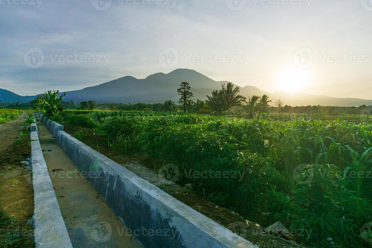 indonesia beauty landscape paddy fields in north bengkulu natural beautiful morning view from Indonesia of mountains and tropical forest photo