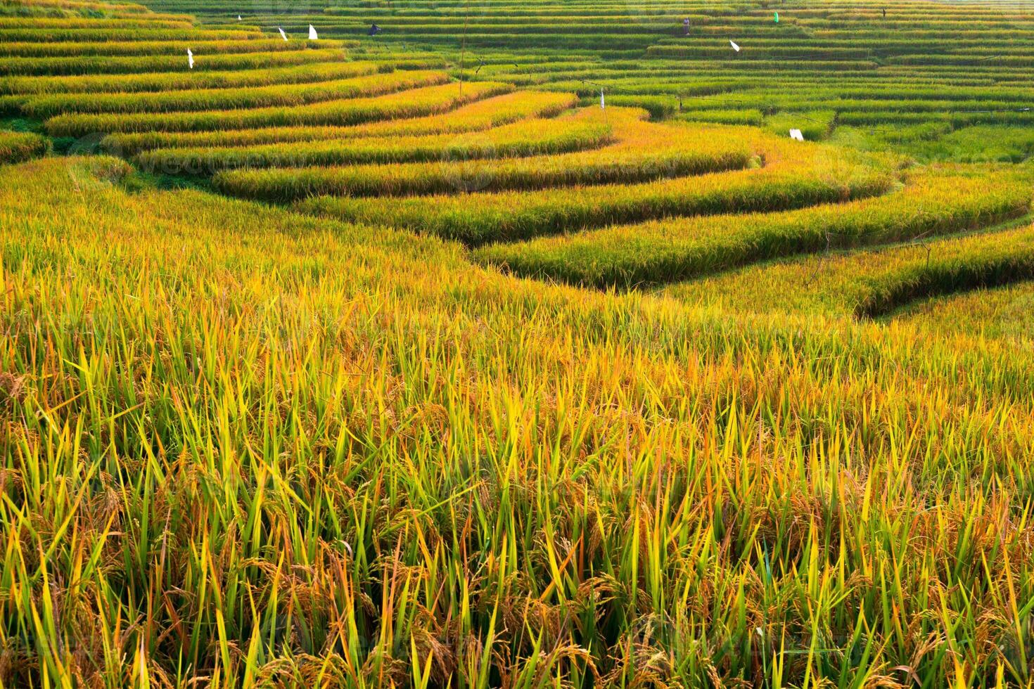 Morning beauty on the rice terraces of the growing season with blue mountains and warm morning sunshine in indonesia photo
