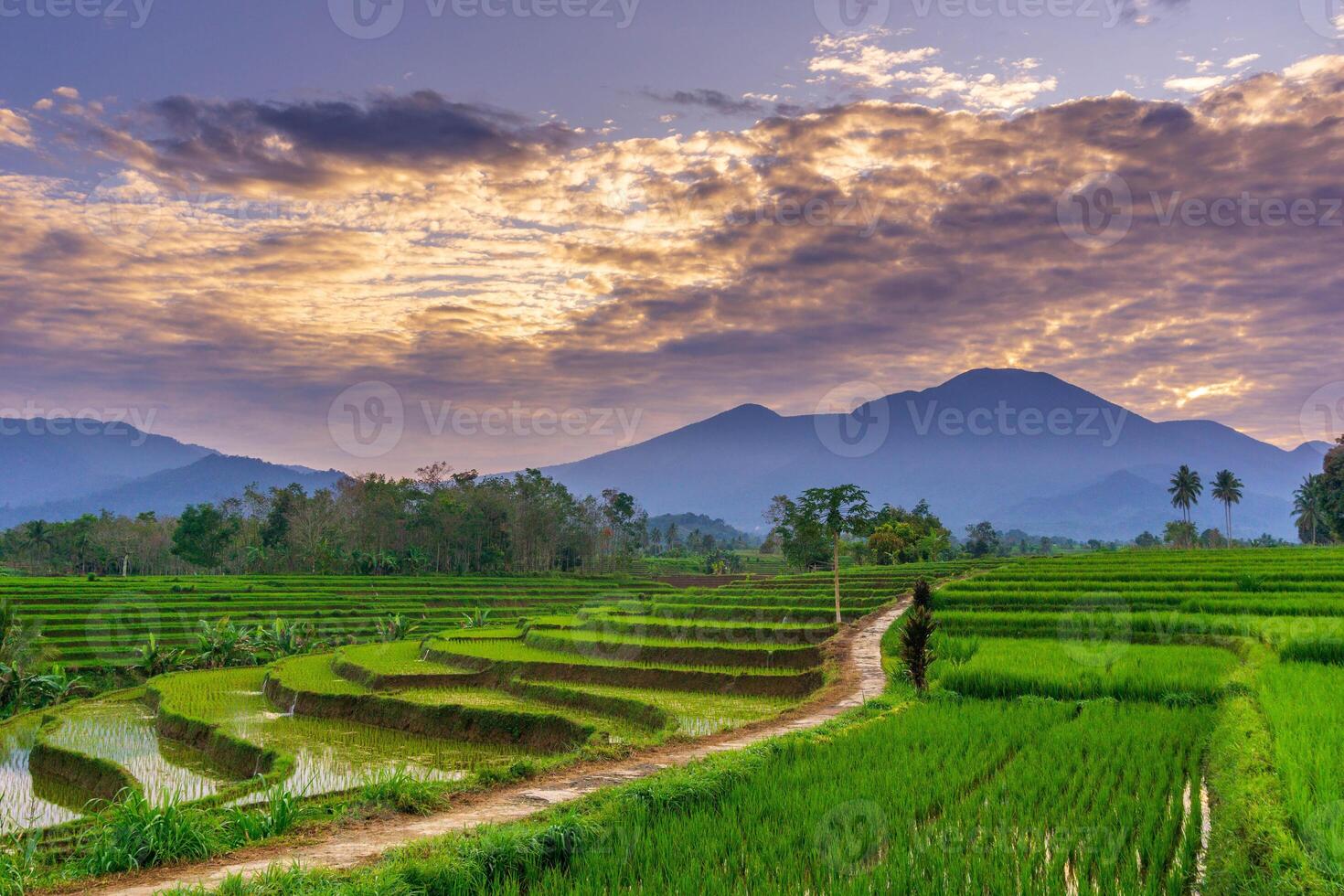Morning beauty on the rice terraces of the growing season with blue mountains and warm morning sunshine in indonesia photo