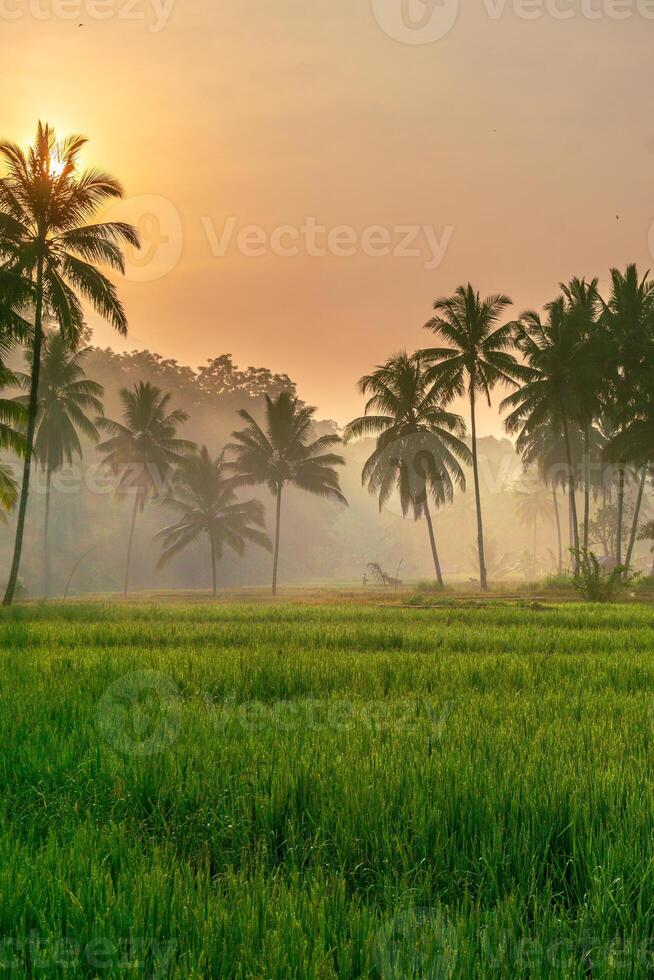Morning beauty on the rice terraces of the growing season with blue mountains and warm morning sunshine in indonesia photo