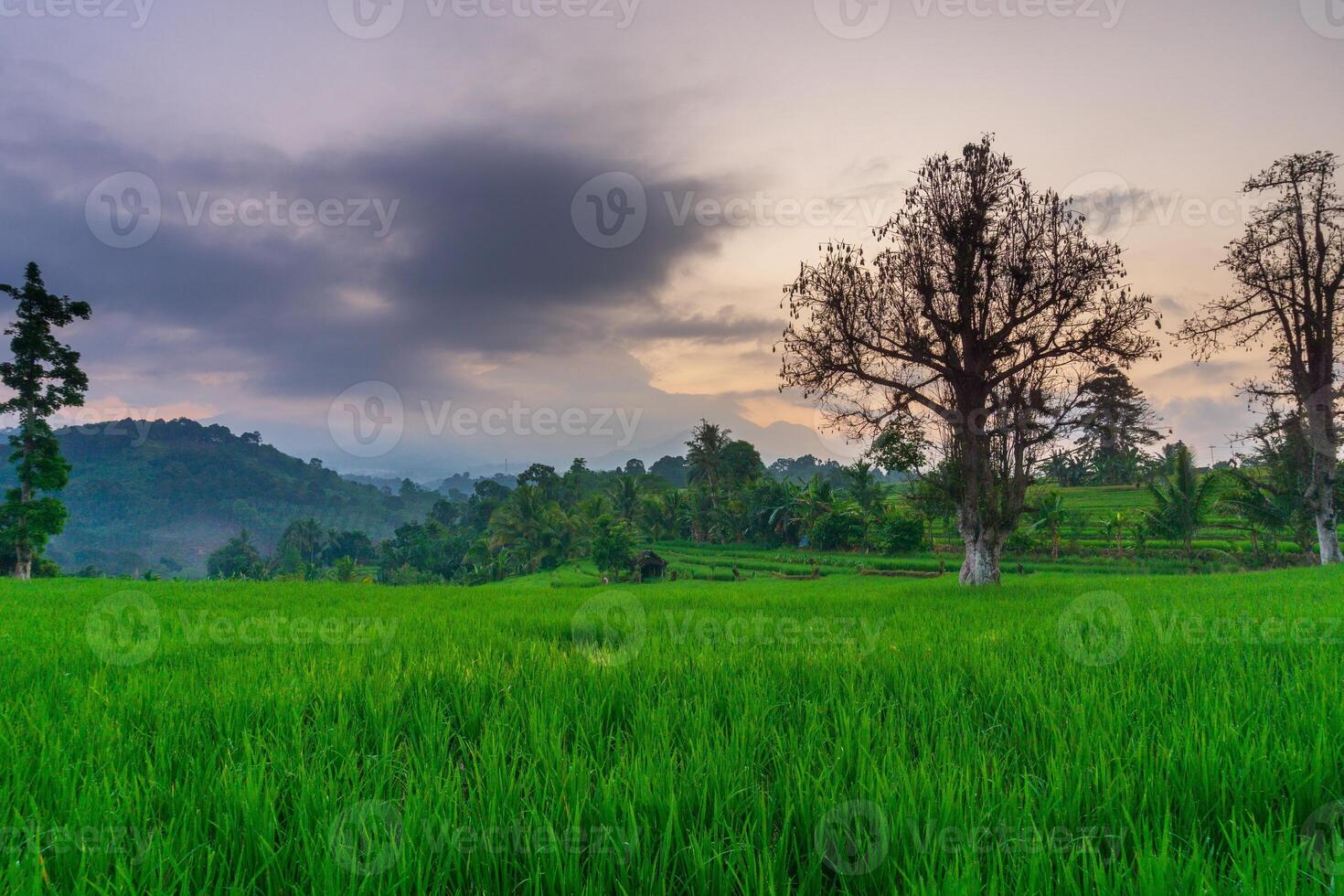 Morning beauty on the rice terraces of the growing season with blue mountains and warm morning sunshine in indonesia photo