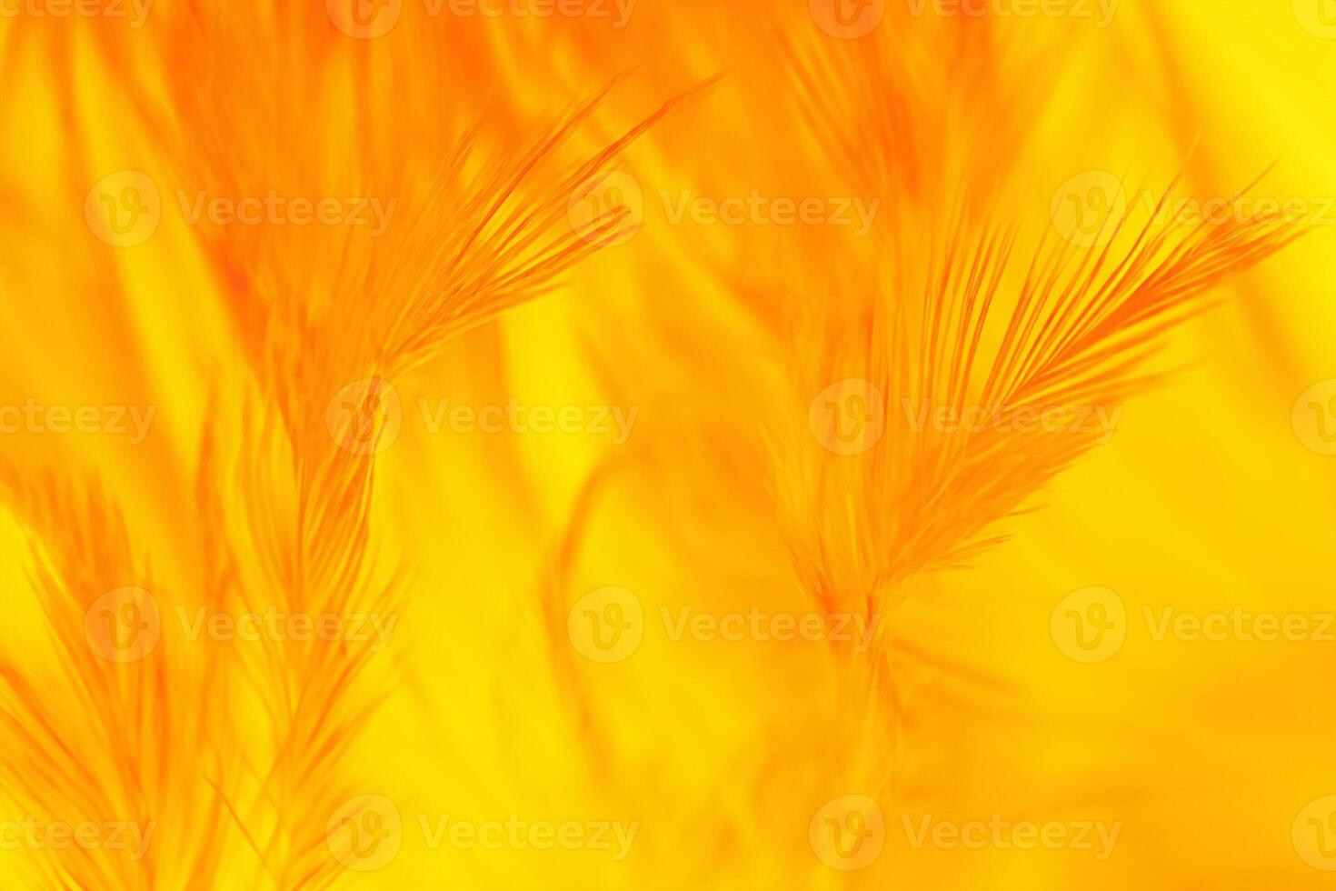 Close-Up of Vibrant Yellow-Orange Feather Texture Background photo