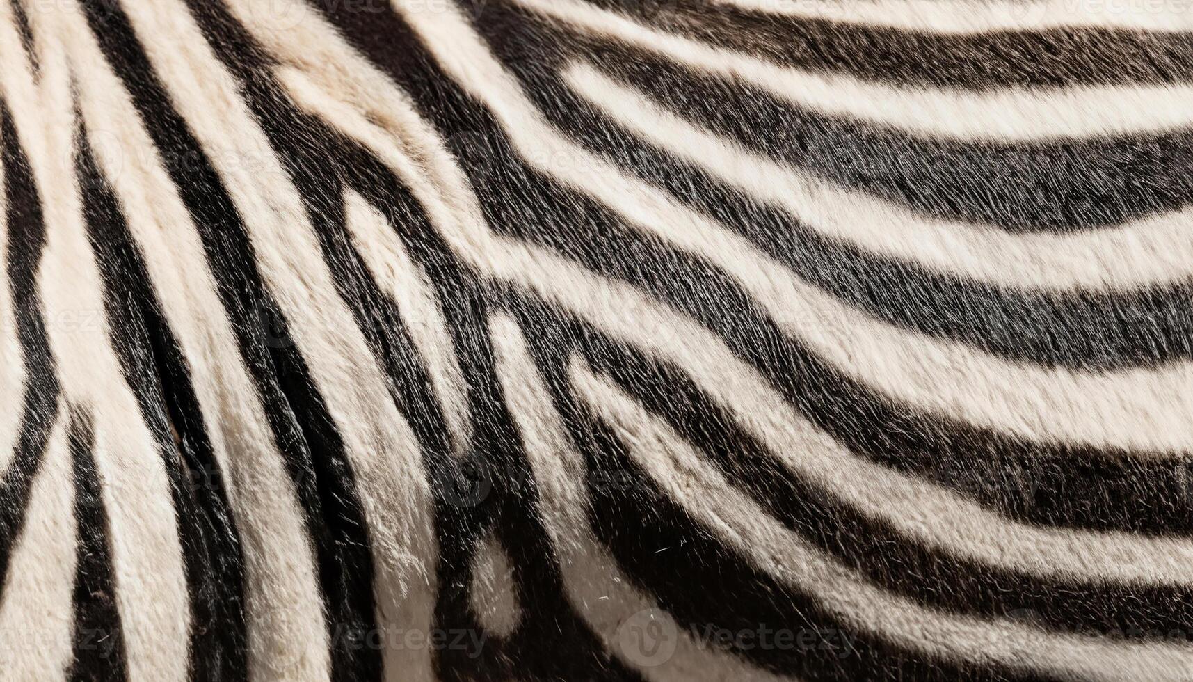 Close-Up of Zebra Fur Showing Detailed Patterns and Stripes photo