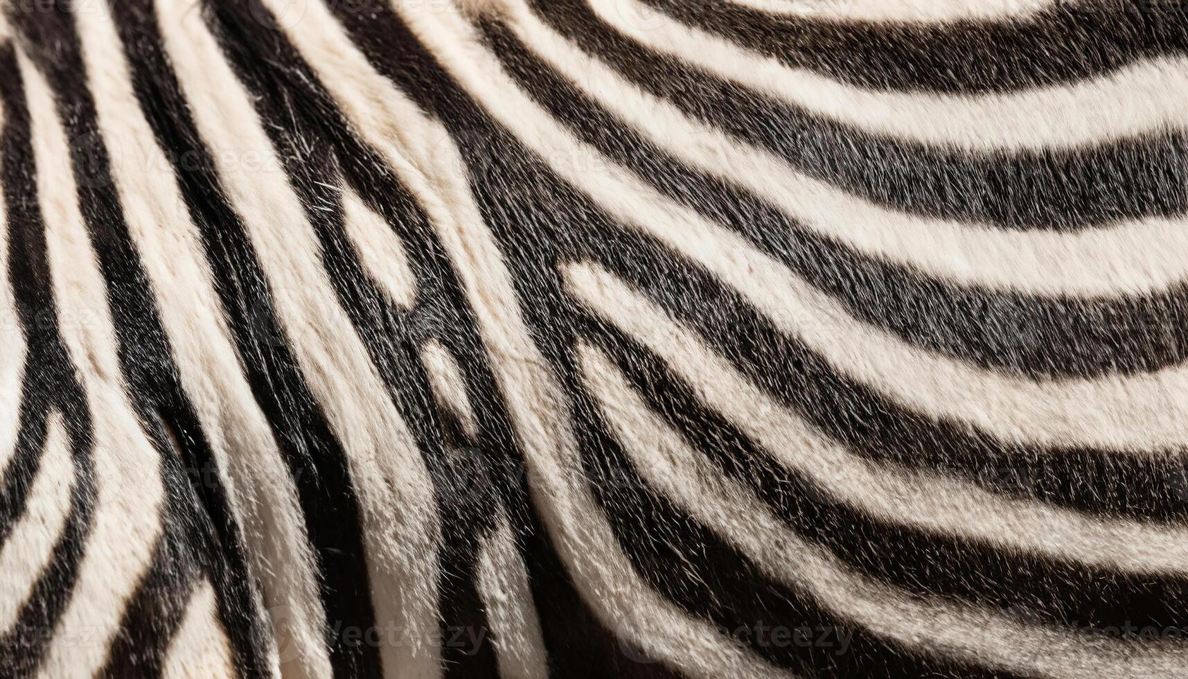 Close-Up of Zebra Fur Showing Detailed Patterns and Stripes photo