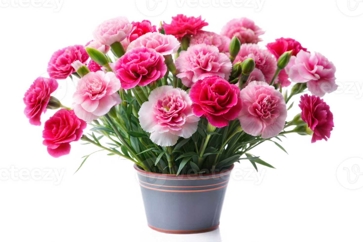 Carnation Bouquet in Pot - Isolated png