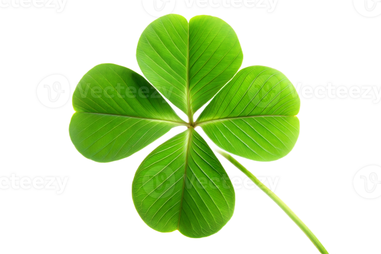 Close-up of a Single Clover Leaf png