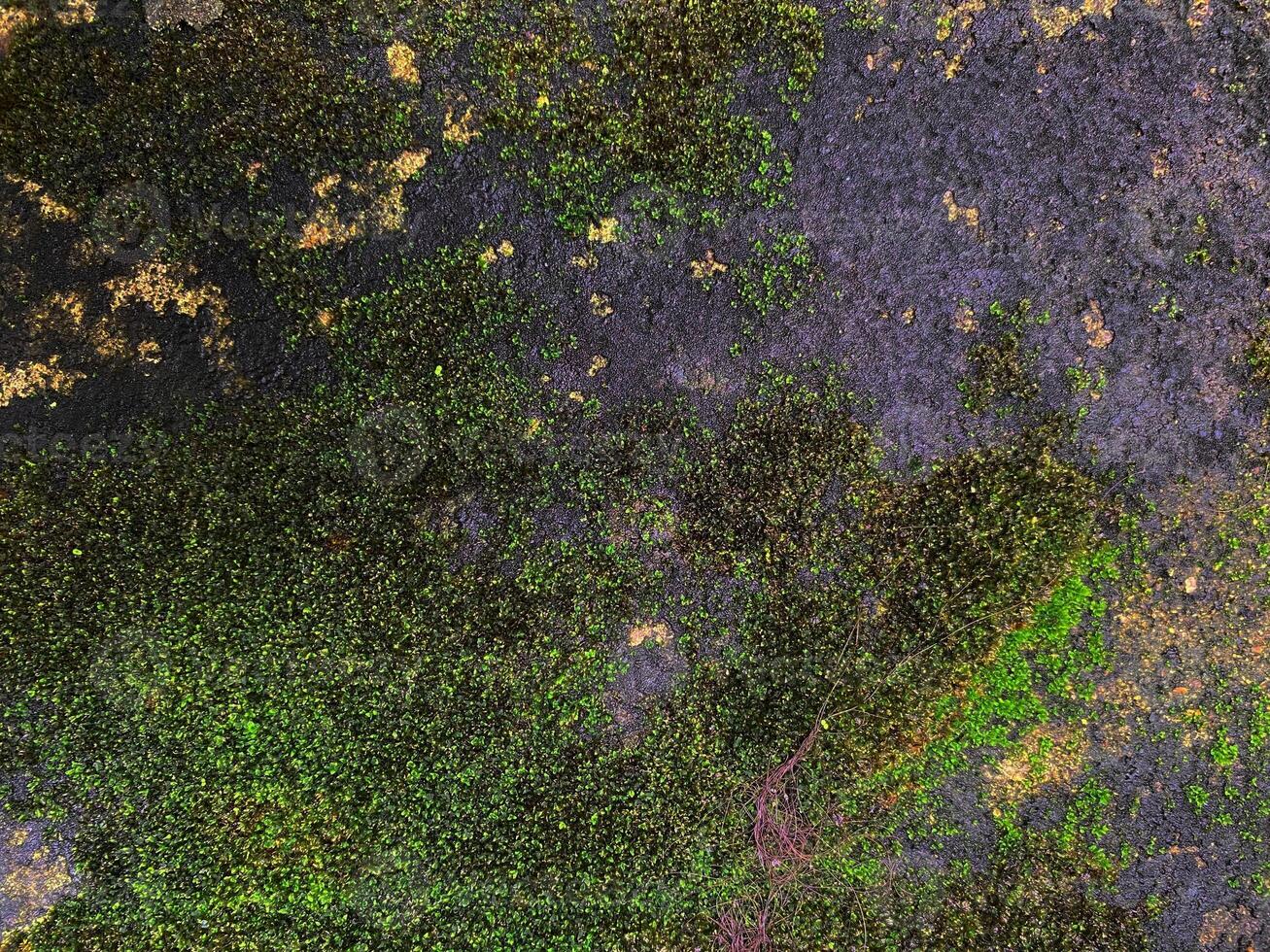 Moss Covered Wall.jpg photo