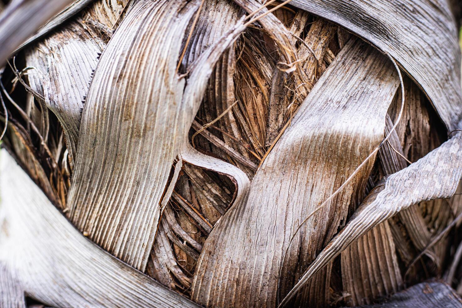 Close up bark of palm texture background photo