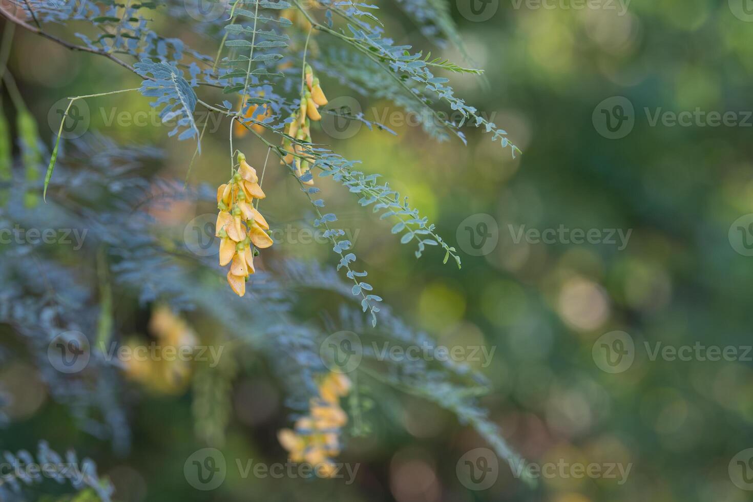 After the yellow flowers of Rattlebush are gone, the seed pods that give the shrub its name develop. photo