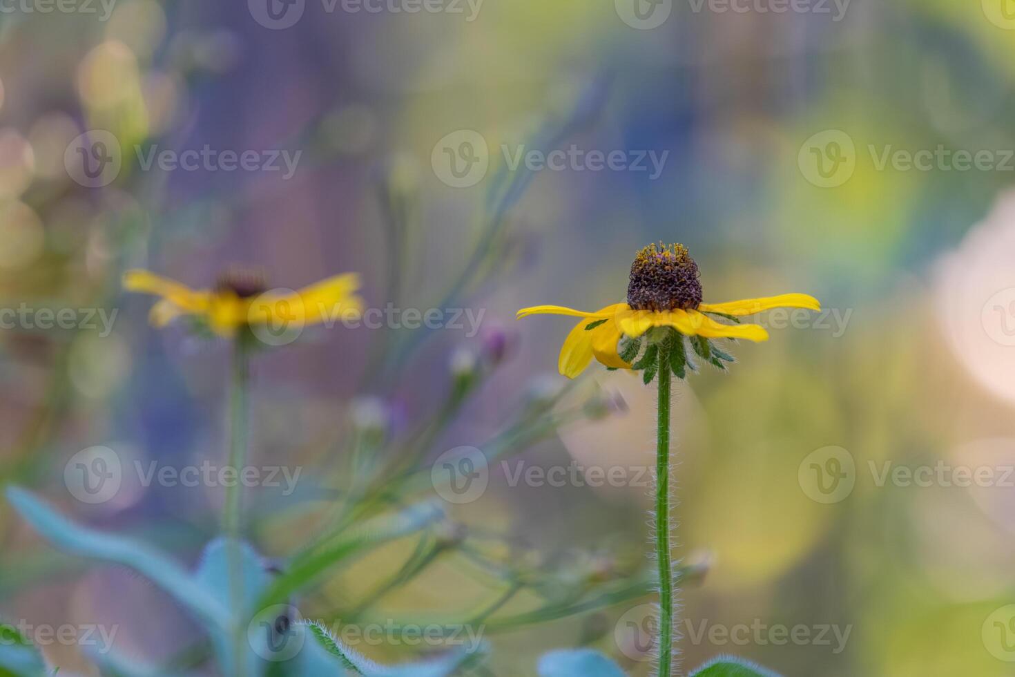The annual Rudbeckia hirta in a summer garden. photo