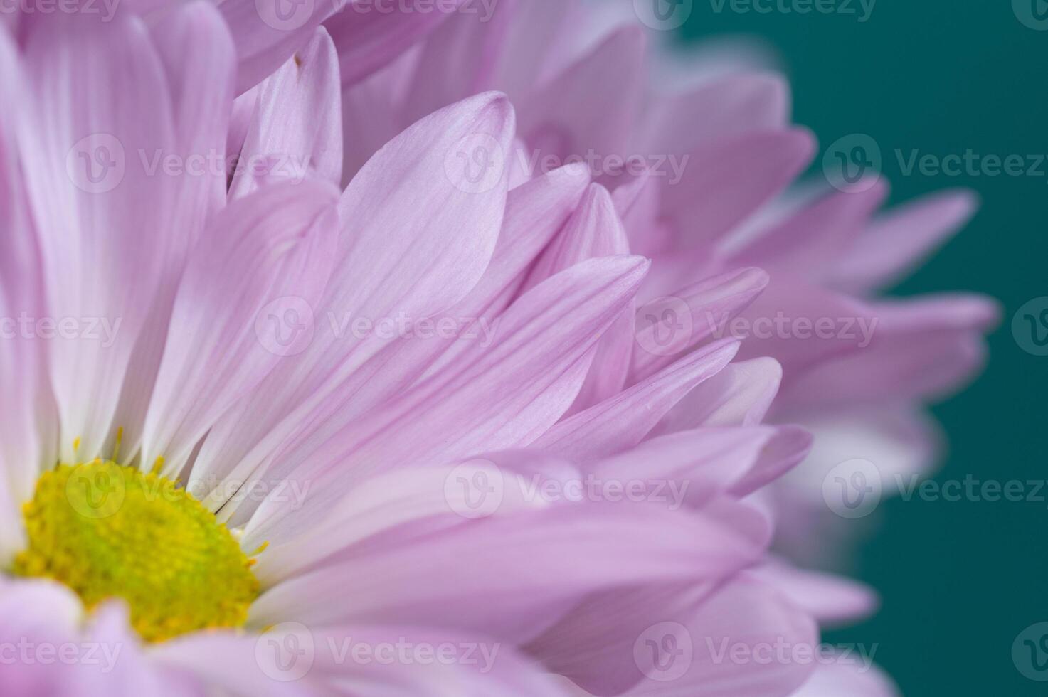 A Painted Daisy flower on a green background photo