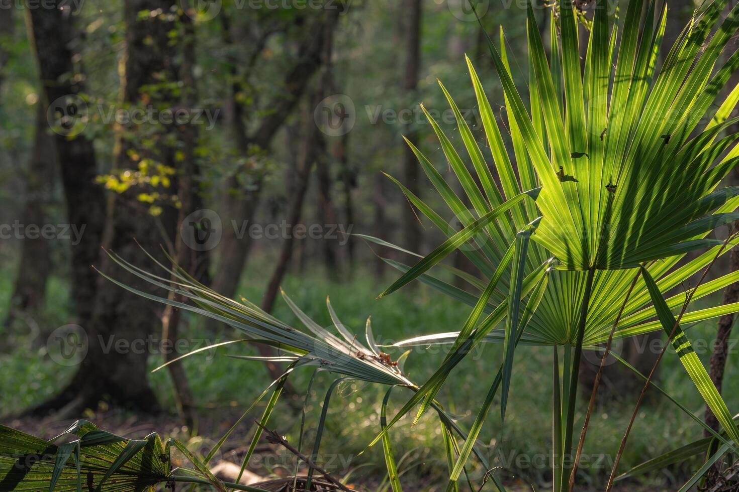 A summer morning in a forest in The Woodlands, Texas. photo