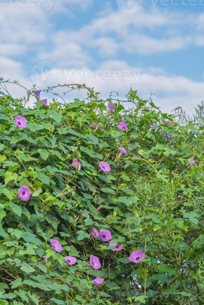 A lush green flowering vine below a blue summer sky with white clouds. photo