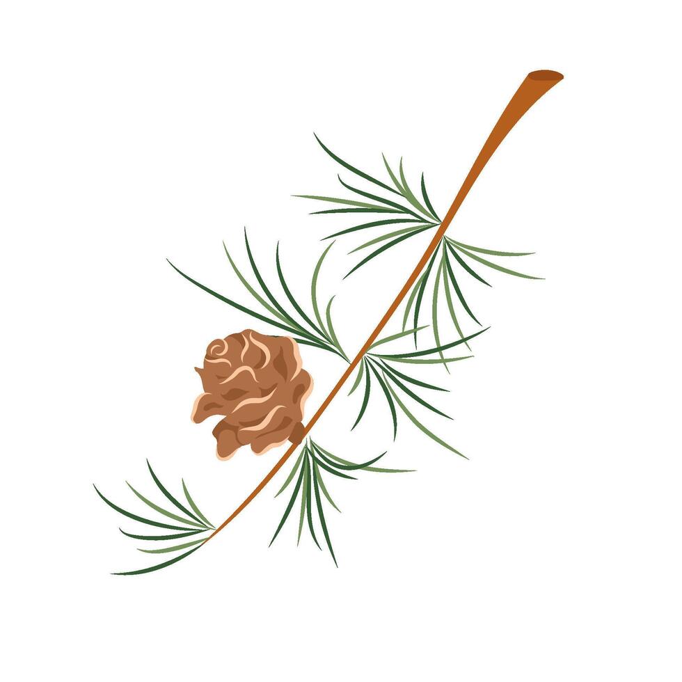 European larch tree branch and cone illustration. Tamarack Larch or Larix laricina. Christmas design element isolated on white background for print, card, flyer, banner vector
