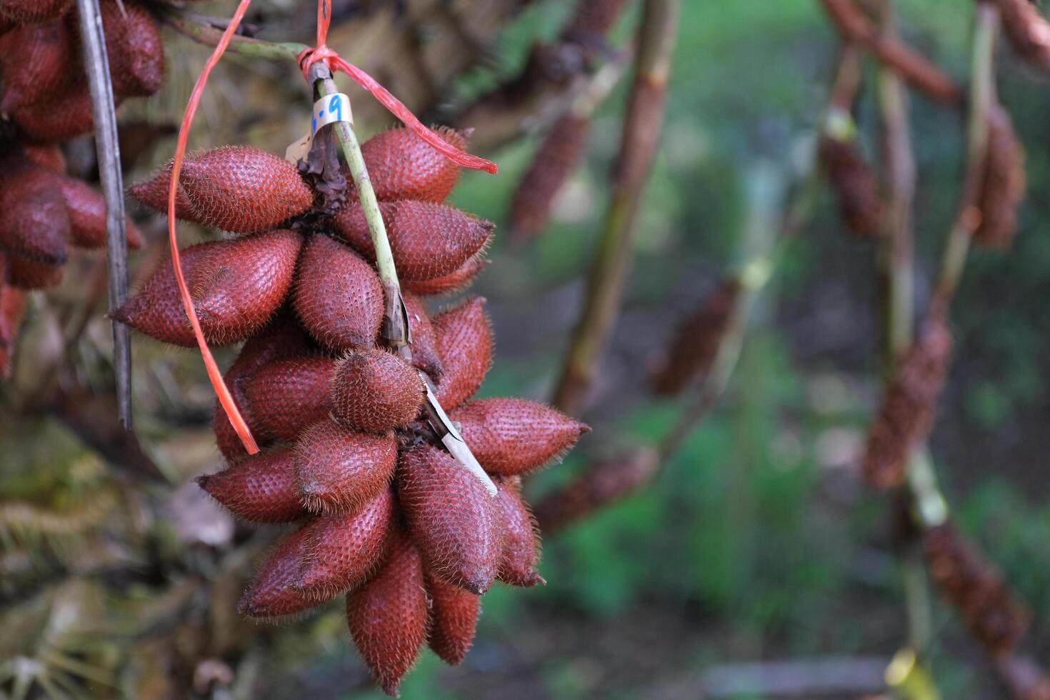 Salacca on tree. Sala Sumalee is a cultivar from Thailand. The snake fruits. photo