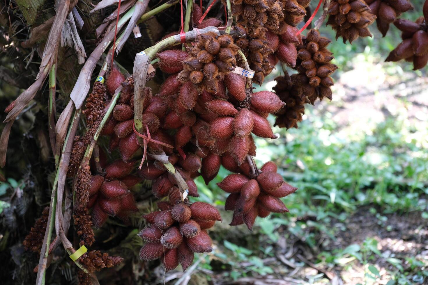 Salacca on tree. Sala Sumalee is a cultivar from Thailand. The snake fruits. photo