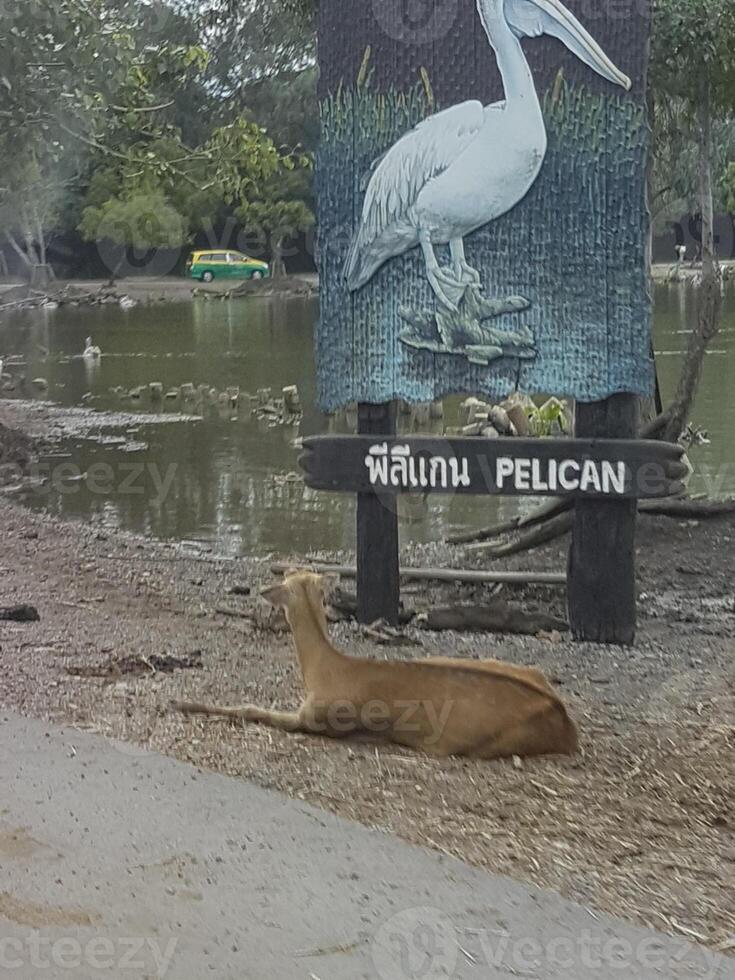pelican in the safari world of Bangkok, Thailand. photo